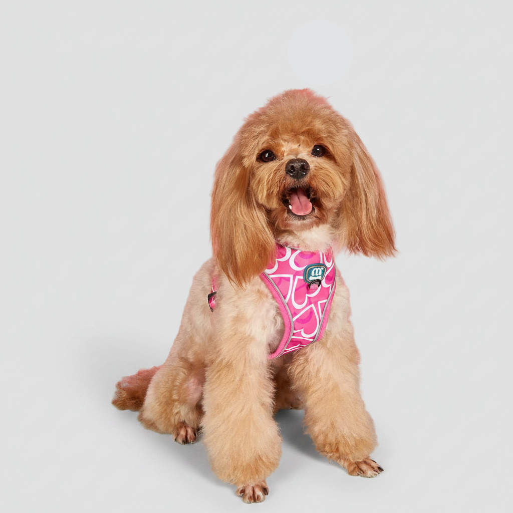 3-Piece Harness & Leash Set