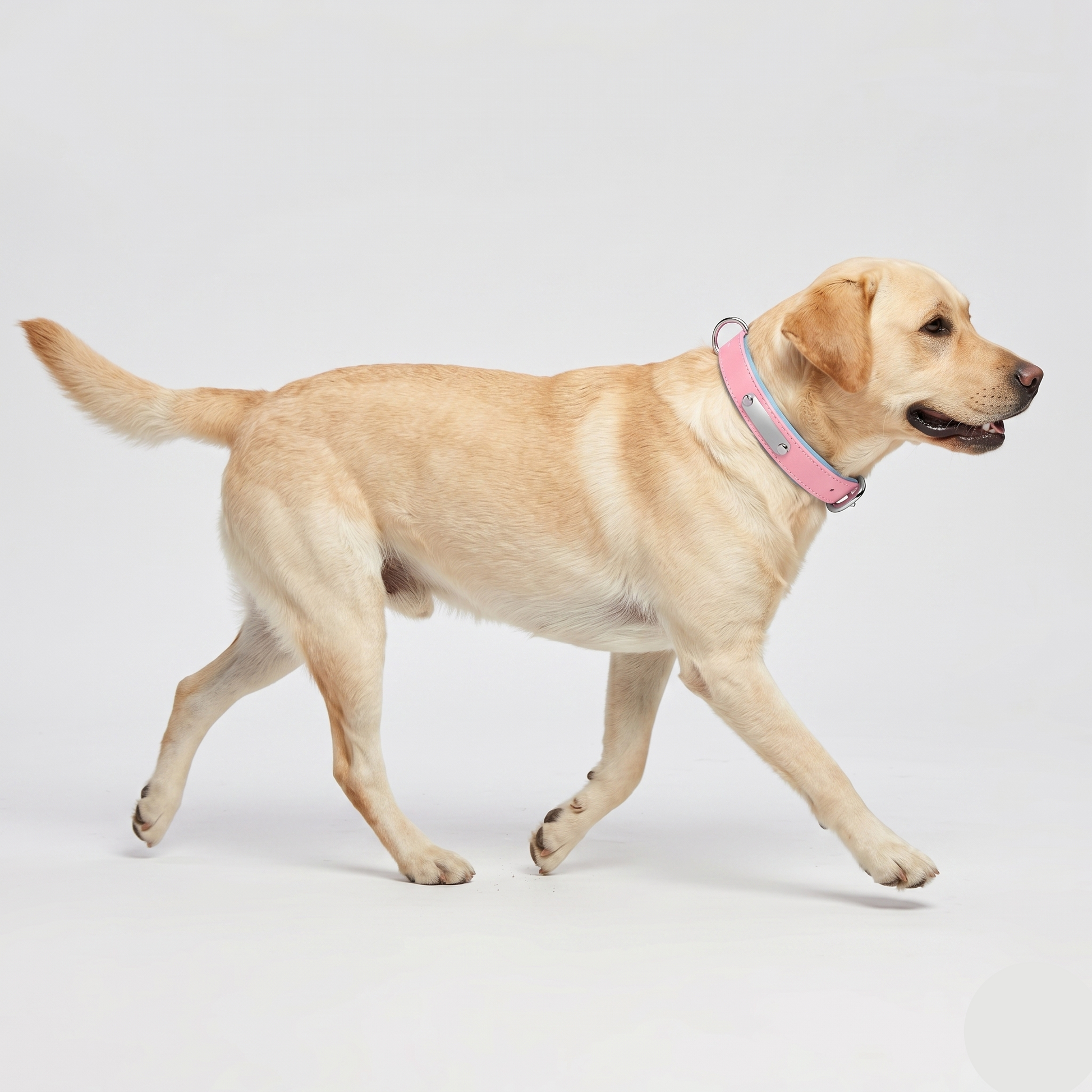 Breathable Cotton Dog Collar With Contrast-Color