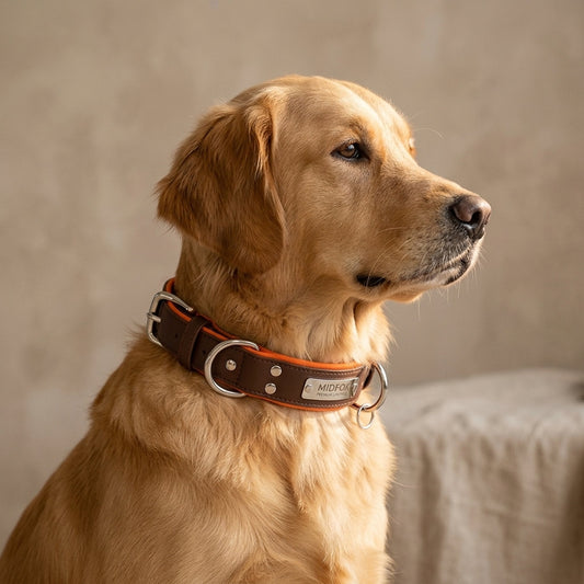 Dual D-Ring Collar With Nameplate