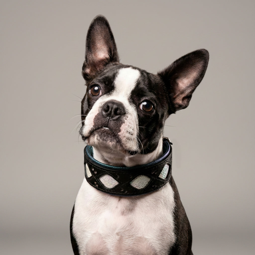 Elegant Leather Collar With Light-Reflective Finish