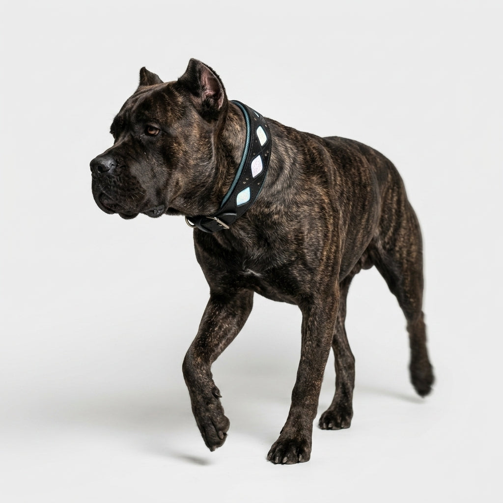Elegant Leather Collar With Light-Reflective Finish