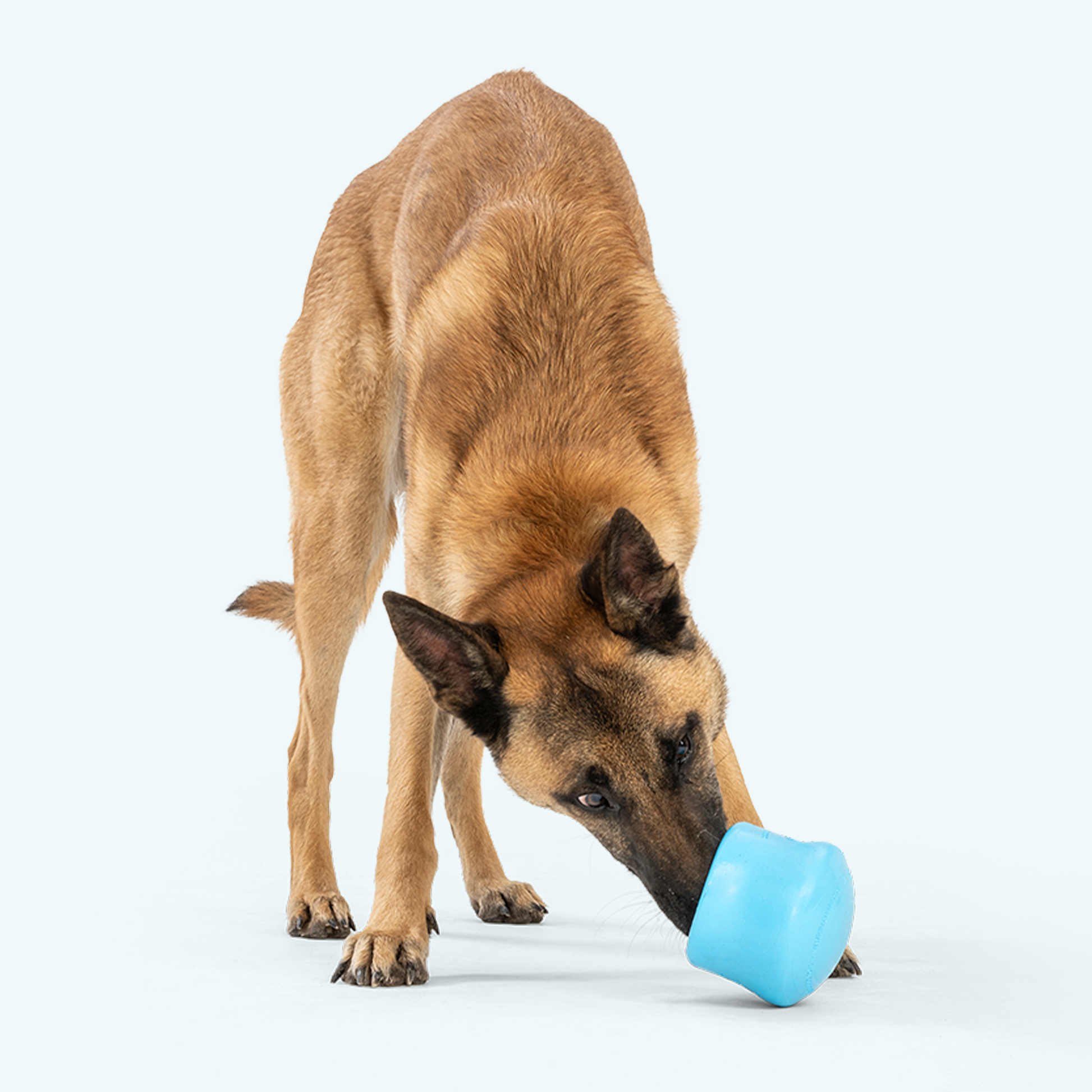 Elegant Pet Accessory