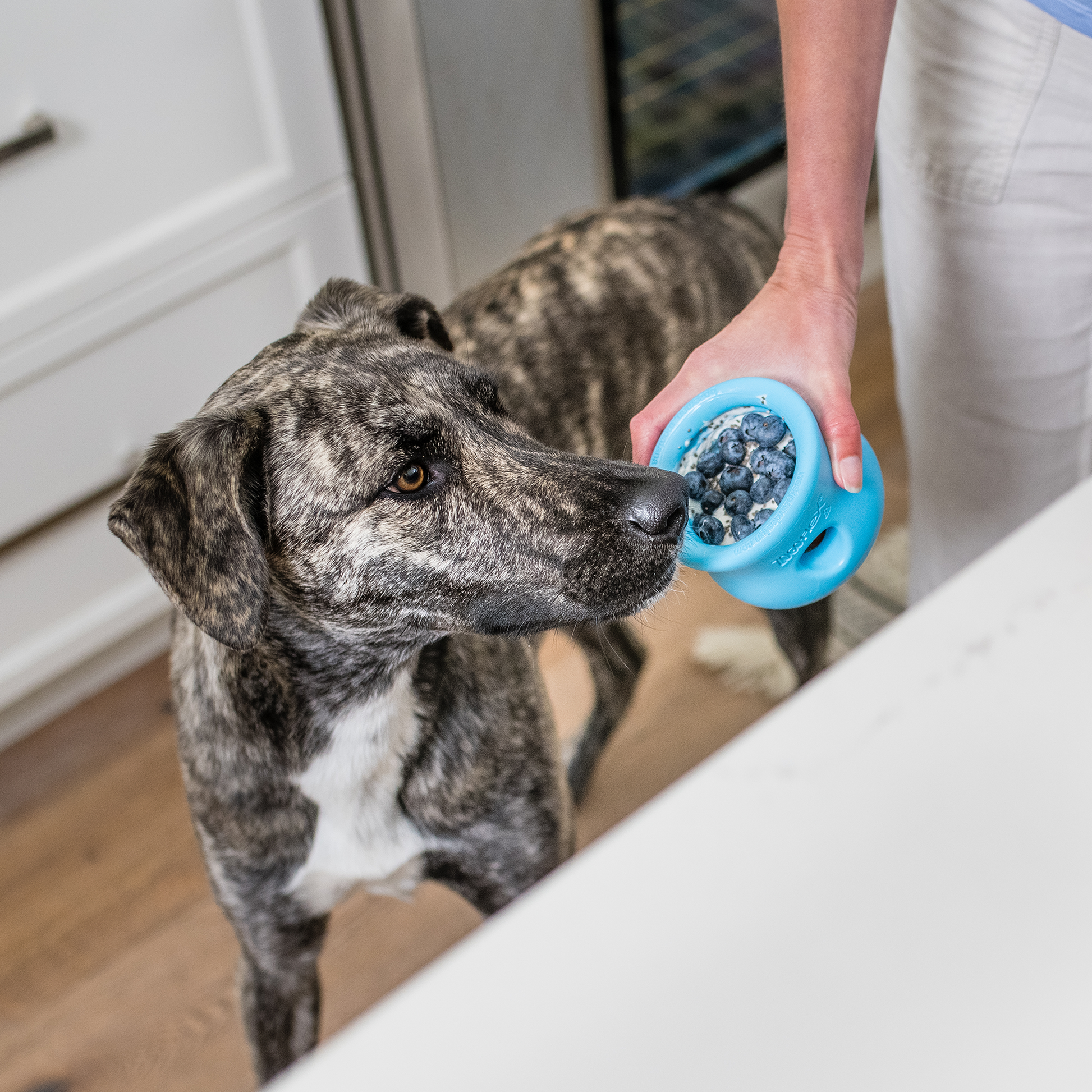 Elegant Pet Accessory