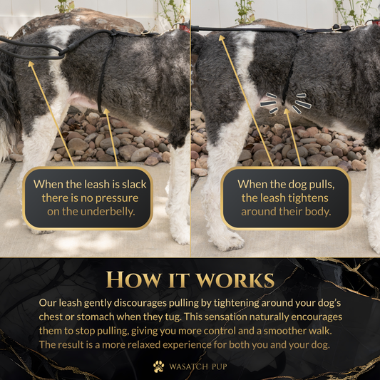 No-Pull Leash With Wrap Design