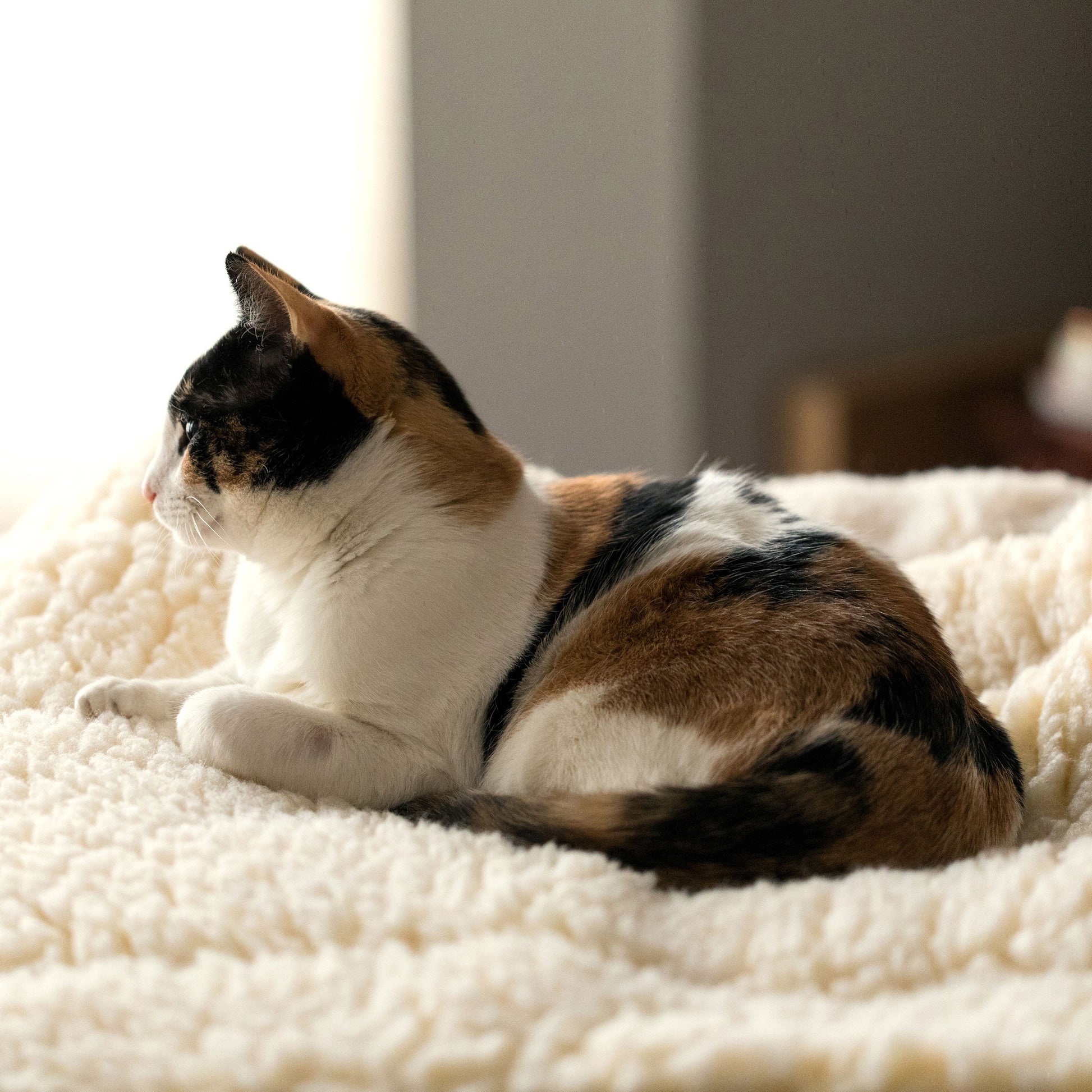 Plush Orthopedic Mat Bed