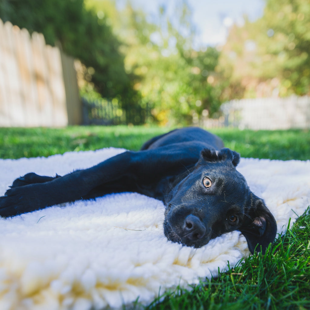 Plush Orthopedic Mat Bed