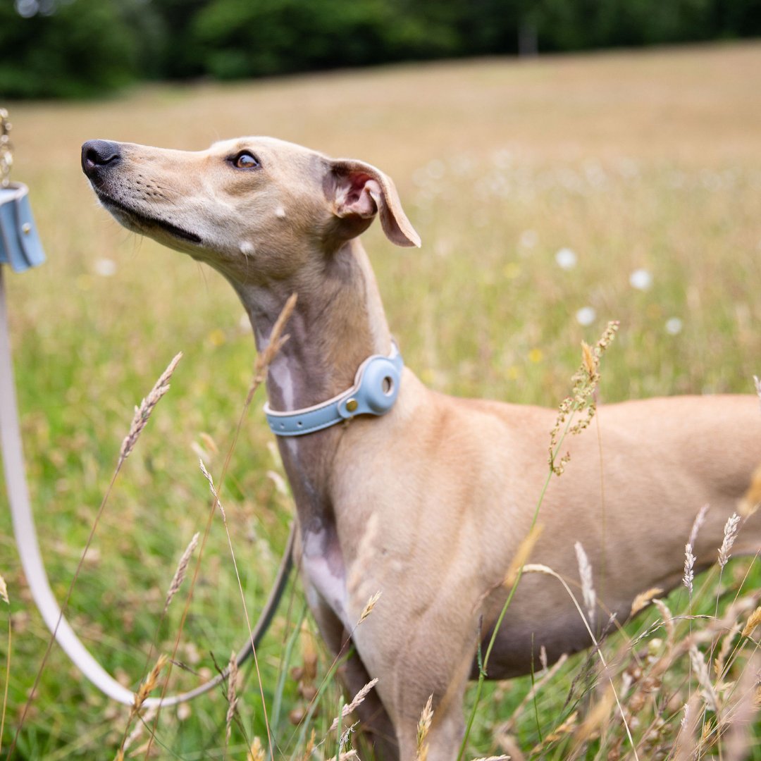 Vegan Leather Dog Collar AirTag Holder